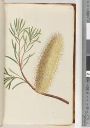 Page 24. Unnamed flowering plant