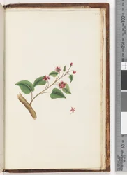 Page 252. Unidentified plant
