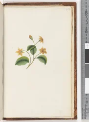 Unidentified Plant