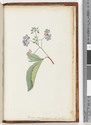 Page 256a. Unnamed plant