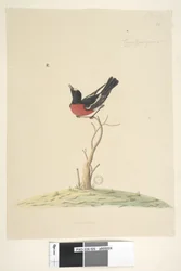 Scarlet Robin, male, 1791-92