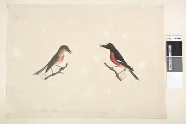 Page 26. Two birds of Norfolk Island