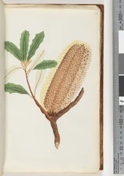 Page 26. Unnamed flowering plant