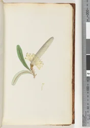 Page 28. Flowering Plant, "A Creeper"
