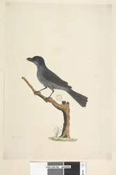 Blackbird