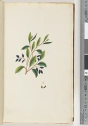 Page 2. Unidentified Plant