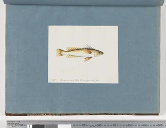 Page 30. Unidentified Fish