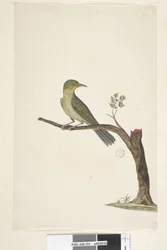 Page 31. Slender, Billed White, Eye Zosterops tenuirostris