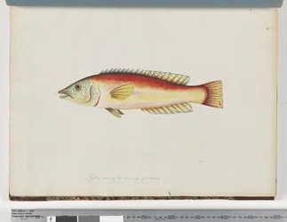 Unidentified Fish