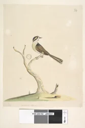 Unidentified Bird, 1791-92