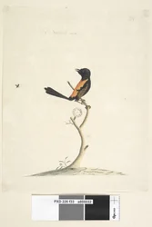 Red-Backed Wren (male), 1791-92