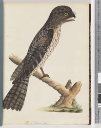 Page 33. Tawny Frogmouth. Gracile Goatsucker