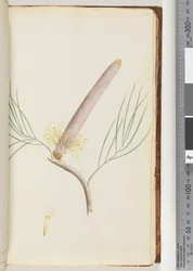 Page 34. A Banksia