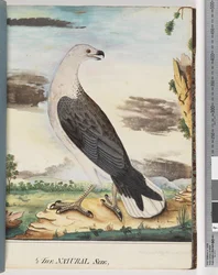 White-Breasted Sea Eagle