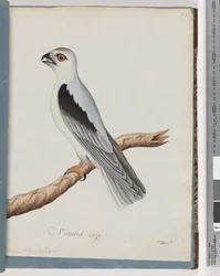 Page 35. Black-shouldered Kite. Axillary Falcon