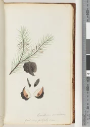 Page 35. Hairy Needle Bush