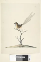 Emu and Wren