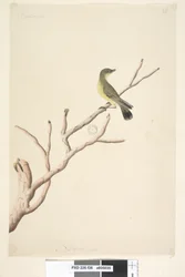 Natural Size Yellow Thornbill