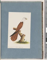 Red-backed Sea Eagle and Pondicherry Eagle