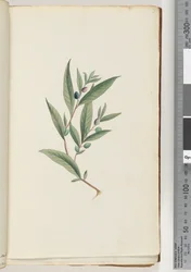 Page 3. Unidentified plant