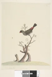 Diamond Firetail, 1791-92
