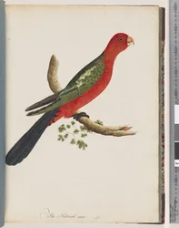 Page 44. King Parrot
