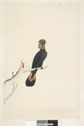 Page 48. Black Cockatoo. At lower left in different hand: Reduced by scale to 1/3 the natural size. Glossy Black Cockatoo Calyptorhynchus lathami, female, 1791-92