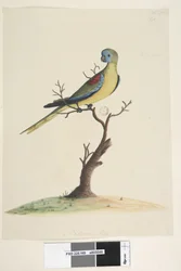 Turquoise Parrot, male, 1791-92