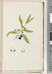 Page 4. Unidentified Plant