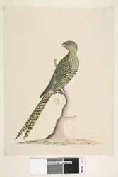 Ground Parrot, 1791-92