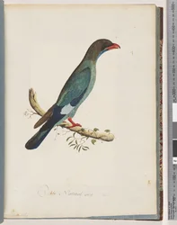 Page 51 Dollarbird. Coracius orientalis
