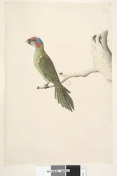Musk Lorikeet