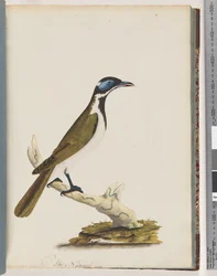 Blue-Faced Honeyeater