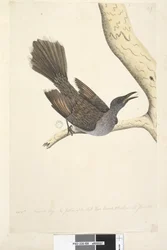 Page 58. Octr. Natural size, the feathers of the neck head breast & back are all pointed Brush Wattle, Bird Anthochaera chrysoptera, 1791-92