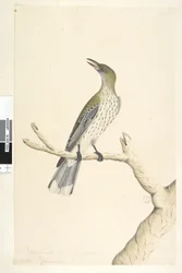 Natural Size Olive-Backed Oriole