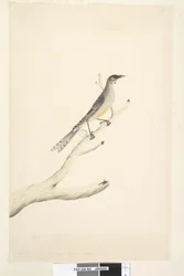 Red Wattlebird