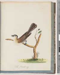 Blue-headed Thrush