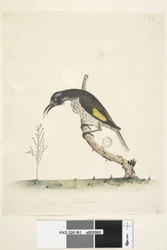 Yellow Winged Honeyeater, 1791-92