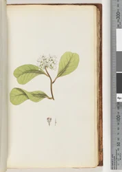 Page 61a. The Mangrove Tree