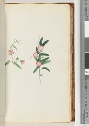 Page 62. Unidentified Plant
