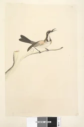 Tawny Crowned Honeyeater, 1791-92