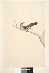 Brown Tree Creeper, 1791-92