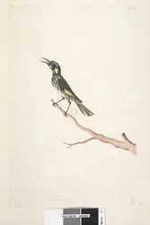 Yellow Winged Honeyeater, 1791-92