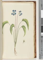 Page 67. Unidentified plant