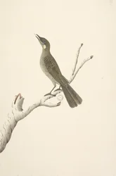Natural Size Lewin Honeyeater