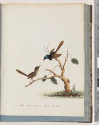 Red-winged Fairy Wren and Superb Warblers