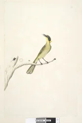 Page 69. Natural size. Iris doubtful Yellow, Tufted Honeyeater Lichenostomus melanops