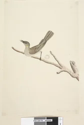 Page 70. Natural size. August Fuscous Honeyeater Lichenostomus fuscus, 1791-92
