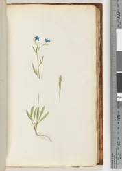 Page 70. Unidentified Plant