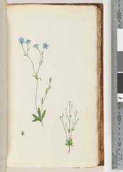 Page 71. Unidentified plant